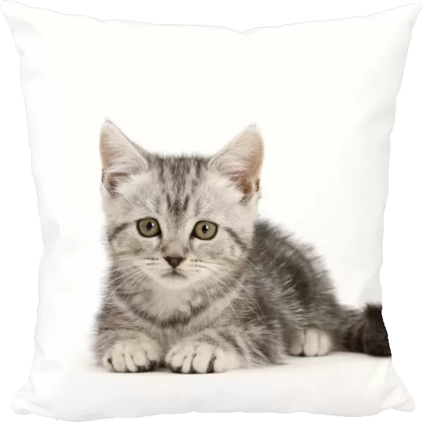RF - Silver tabby kitten, age 10 weeks