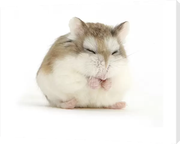 Roborovski Hamster (Phodopus roborovskii) asleep sitting up, against white background