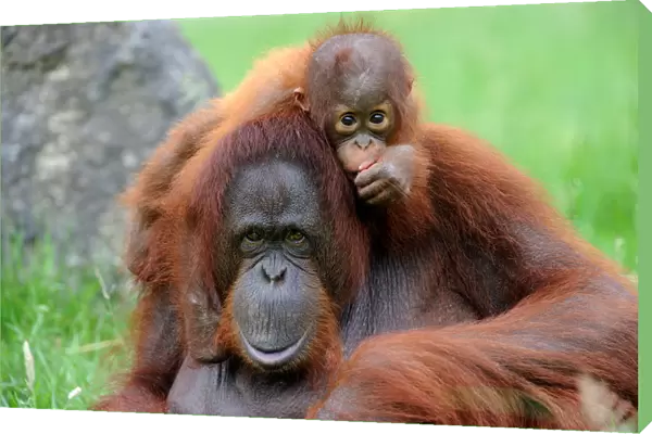 Orang utan (Pongo pygmaeus pygmaeus) portrait of mother with baby, occurs in Borneo