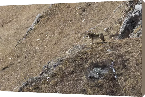 Tibetan wolf (Canis lupus chanco) in mountain landscape, Serxu County, Garze Prefecture