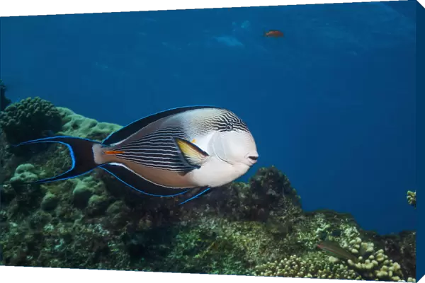 Sohal surgeonfish (Acanthurus sohal), Red Sea, Egypt. January