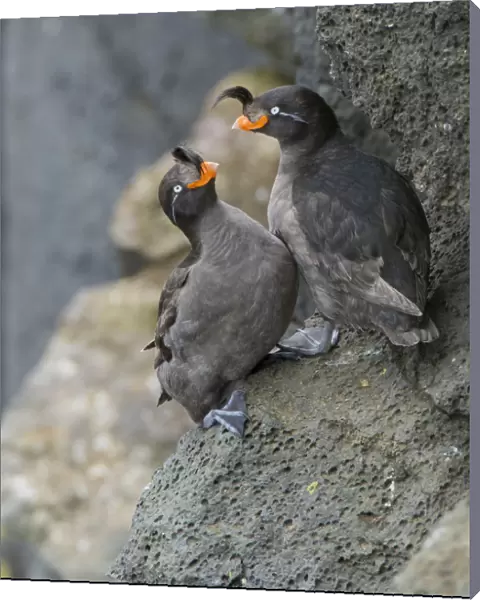 Crested auklets (Aethia cristatella) pair interacting while perched on rock, St Paul Island