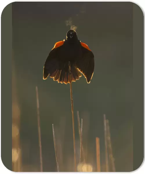 Red-winged blackbird (Agelaius phoeniceus) male calling and displaying, backlit, showing