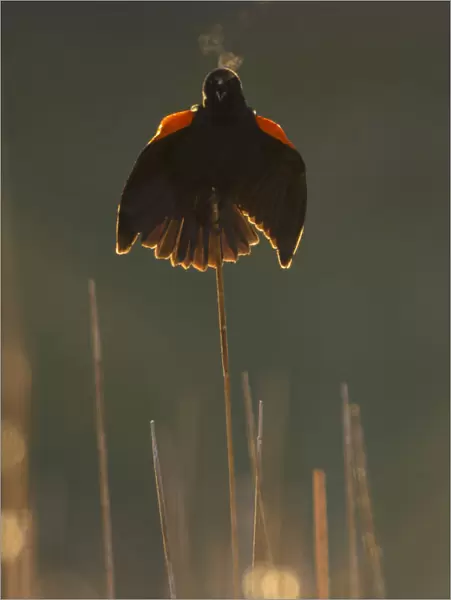 Red-winged blackbird (Agelaius phoeniceus) male calling and displaying, backlit, showing