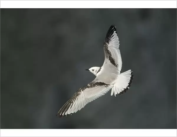 Kittiwake (Rissa tridactyla) in flight, juvenile. Bempton, Yorkshire, UK, August