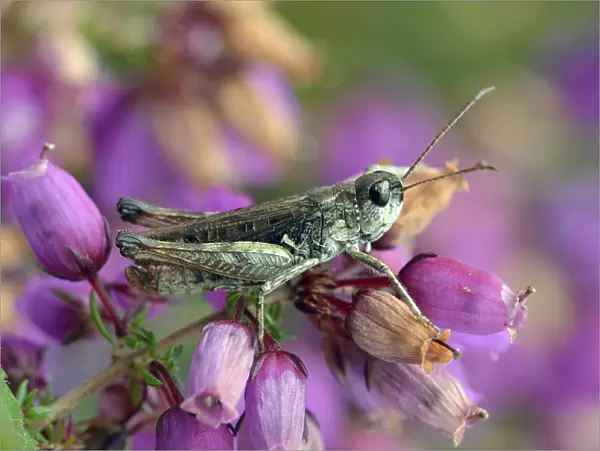 Mottled grasshopper (Myrmeleotettix maculatus) on Clustered bell heather flower mainly