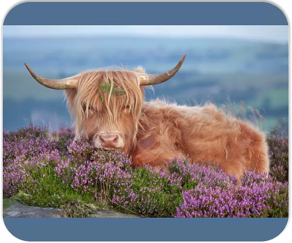 Highland cow lying on Heather, Curbar Edge, Peak District National Park, Derbyshire