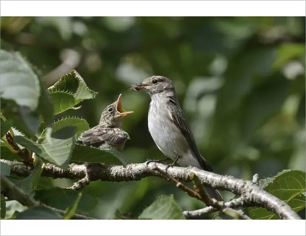 Spotted flycatcher (Muscicapa striata) feeding a chick which has just left its nestbox