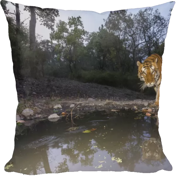 Tiger (Panthera tigris tigris) dominant male tiger approaching Beja pani waterhole