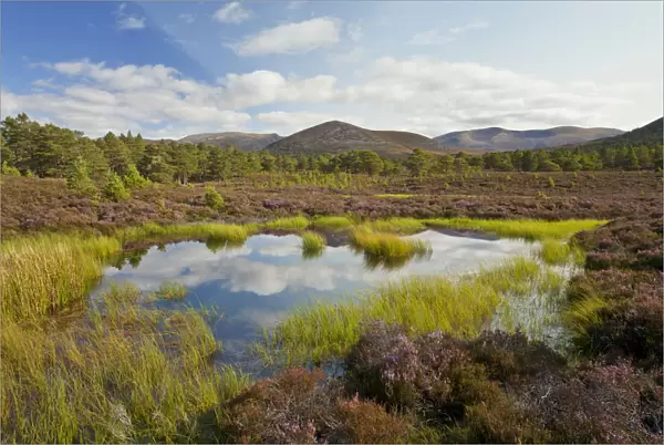 Small lochan surrounded by flowering heather (Ericaceae sp) on the edge of the Caledonian
