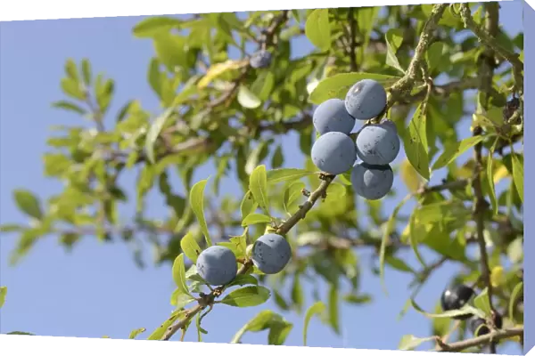 Low angle view of Blackthorn  /  Sloe berries (Prunus spinosa), Gloucestershire, UK, September