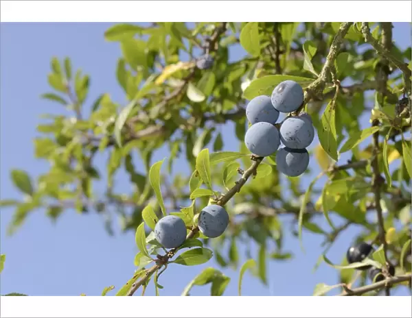 Low angle view of Blackthorn  /  Sloe berries (Prunus spinosa), Gloucestershire, UK, September