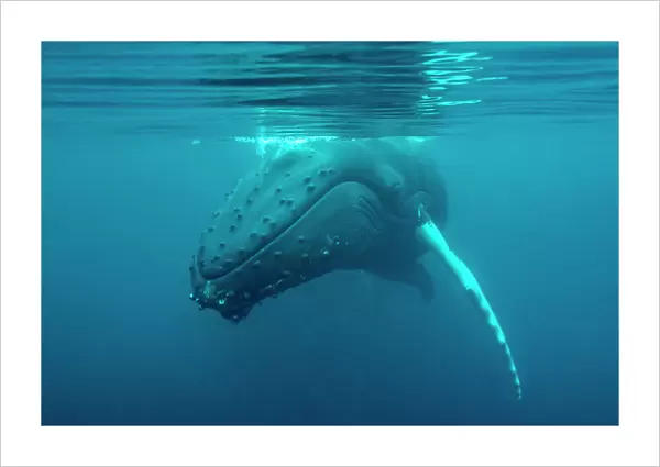 Humpback whale (Megaptera novaeangliae) just under surface, off Shetland, Scotland, UK