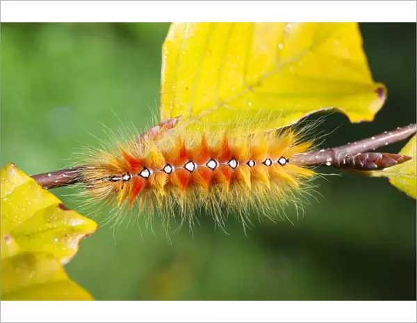 Sycamore moth (Acronicta aceris) caterpillar. Surrey, England, UK, September