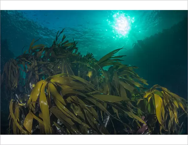 Kelp forest (Laminaria hyperborea) in the clear seas of Scotland, UK, September