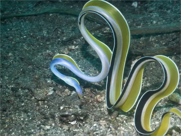 Ribbon eel ( Rhinomuraena quaesita) Lembeh Strait, North Sulawesi, Indonesia