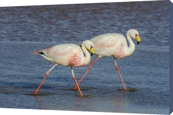 James flamingo  /  Puna flamingo (Phoenicoparrus jamesi). Lago Colorado, Bolivia