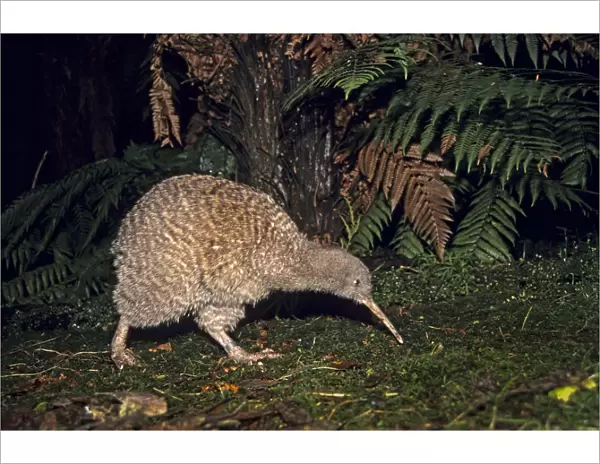 Great Spotted Kiwi (Apteryx hstii) foraging in rainforest habitat at night, NW Nelson