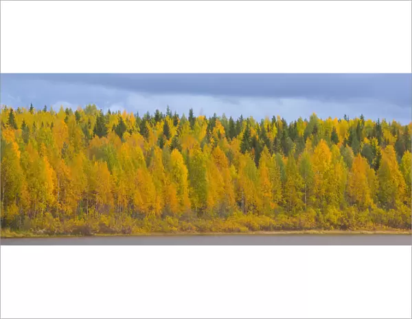 Autumn colours of Birch trees beside water, Laponia  /  Lappland, Finland
