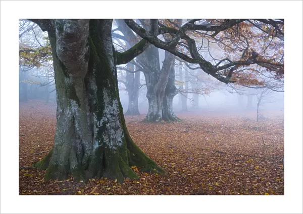 Beech forest (Fagus sylvatica), Urbasa Natural Park, Navarra, Spain, Europe. October 2015