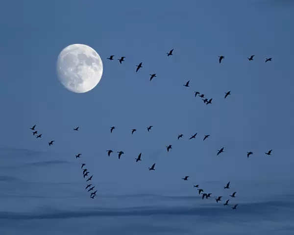 Brent geese (Branta bernicla) flying with moon, Titchwell, Norfolk, UK, December