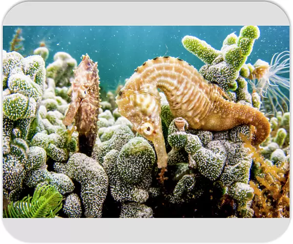 Lined seahorses (Hippocampus erectus) amongst corals, The Bahamas