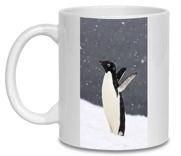 Adelie penguin (Pygoscelis Adeliae) in falling snow on the western Antarctic Peninsula