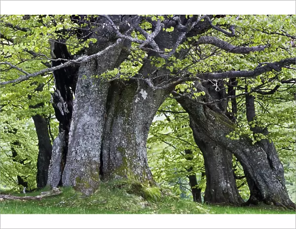 European Beech forest (Fagus sylvatica) Retezat National Park, Romania, June