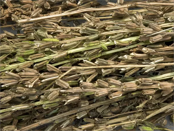 Sesame (Sesamum indicum), dried seed pods ready for seed harvesting. Sichuan Province, China
