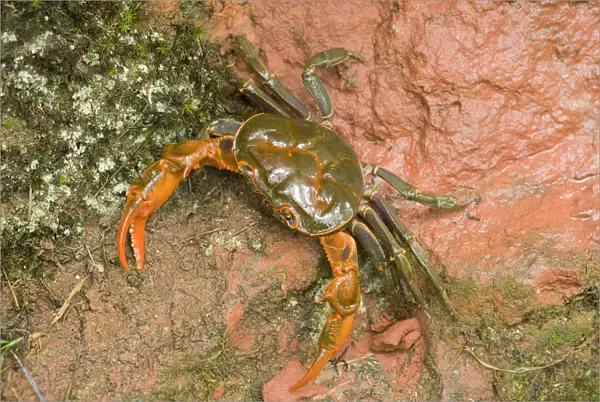 Land crab crawling on red sandstone after overnight storm. Shunan Zhuhai National Park