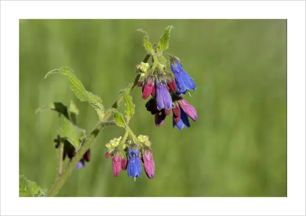 Prickly comfrey (Symphytum asperum), flowers open red and change to blue. Caucasus, Russia