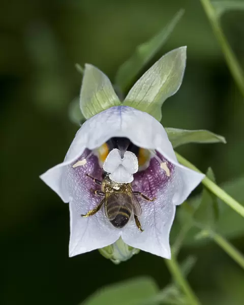 Honey bee (Apis mellifera) nectaring on Bonnet bellflower (Codonopsis clematidea)