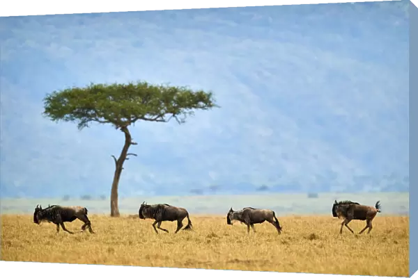 Eastern white-bearded wildebeest (Connochaetes taurinus), four running in line, on migration