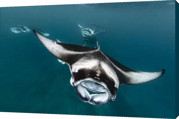 Reef manta ray (Manta alfredi) shoal filter feeding on plankton concentrated by monsoon