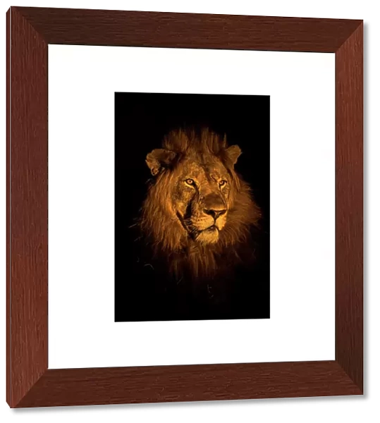 RF - Lion (Panthera leo) head portrait at night, Zimanga private game reserve, KwaZulu-Natal