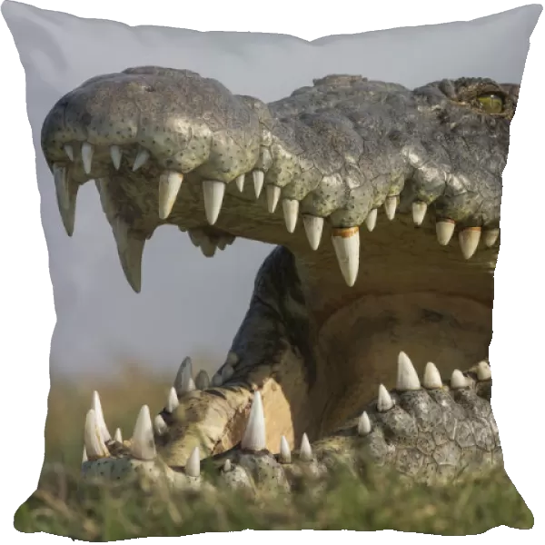 RF - Nile crocodile (Crocodylus niloticus head close up with jaws open, Chobe river, Botswana