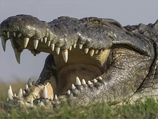 RF - Nile crocodile (Crocodylus niloticus head close up with jaws open, Chobe river, Botswana