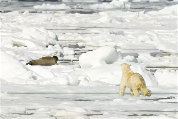 Polar bear (Ursus maritimus) hunting Seal on sea ice. Svalbard, Norway, July 2018