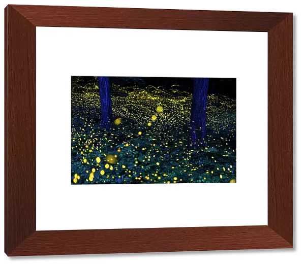 Fireflies (Luciola parvula himebotaru) flashing at night for courtship and reproduction. Gifu, Japan. Composite image