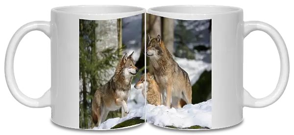 Pack of European grey wolves standing in snow (Canis lupus) captive