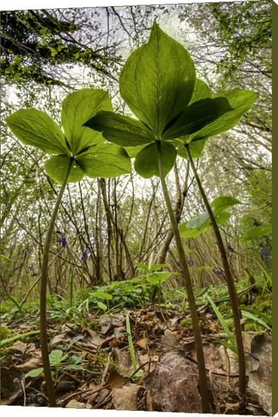 Herb paris (Paris quadrifolia) in Lower Woods, Gloucestershire, UK. April