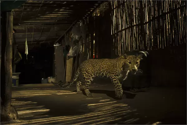 Leopard (Panthera pardus) in city at night, Mumbai, India. December 2018