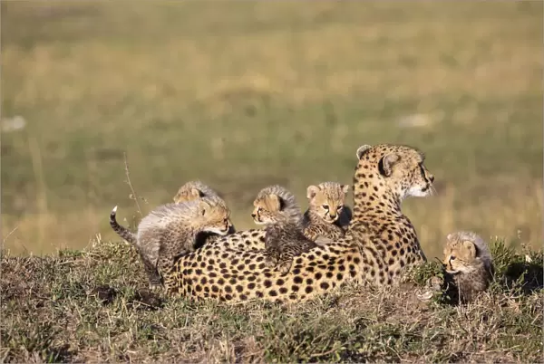 Cheetah (Acinonyx jubatus) female resting with cubs climbing on back