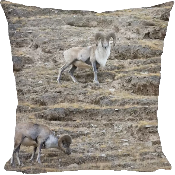 Altai argali sheep (Ovis ammon), three grazing on slope