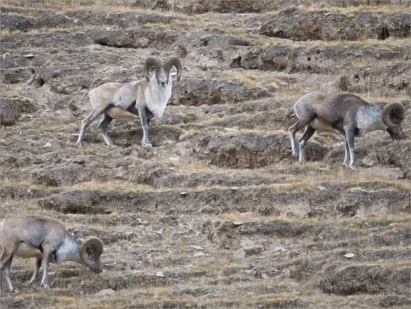 Altai argali sheep (Ovis ammon), three grazing on slope