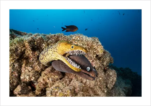 Tiger moray  /  Fangtooth Moray (Enchelycore anatina) and Black moray eel (Muraena augusti)
