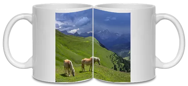 Haflinger horses, Seiser Alm, Dolomites, South Tyrol, Italy, July 2019