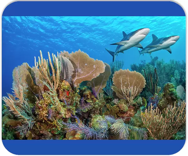 A vibrant Caribbean coral reef with two Reef sharks (Carcharhinus perezi) and Common sea fans (Gorgonia ventalina) and sea plumes (Pseudopterogorgia sp). Jardines de la Reina, Gardens of the Queen National Park, Cuba. Caribbean Sea