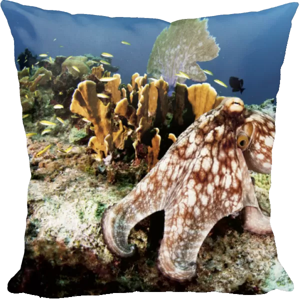 Common octopus (Octopus vulgaris) on a coral reef, The Bahamas. August