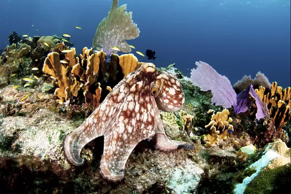 Common octopus (Octopus vulgaris) on a coral reef, The Bahamas. August